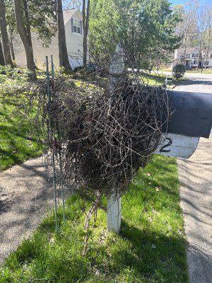 Murdered 10 year-old clematis