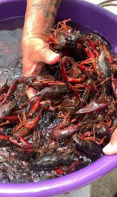 Cleaning/purging crawfish