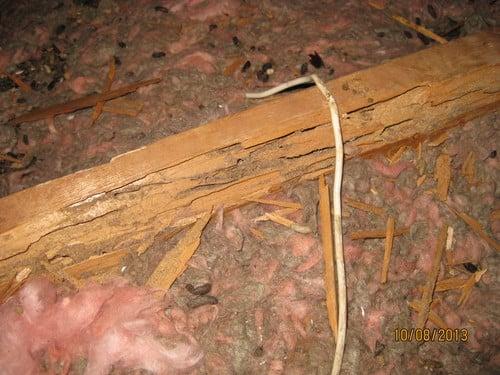 Evidence of termites and rodent infestation in the attic.