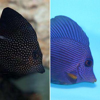 Purple and Gem tangs