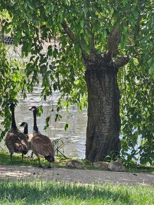 Geese parents & children!