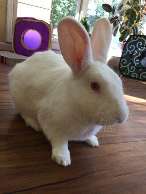 Meet Thornton, our house rabbit.  We treat rabbits, birds, reptiles, and more Exotic companions.