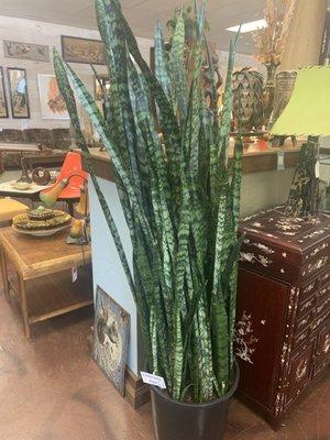 Great plant & furniture finds