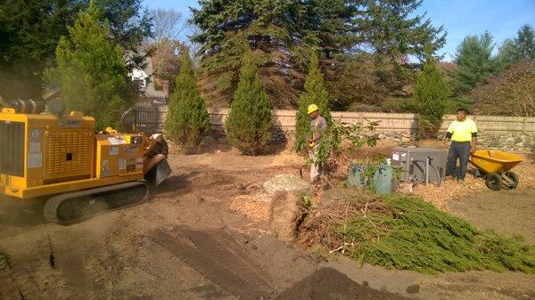 stump grinding and planting trees in Fairfield, CT