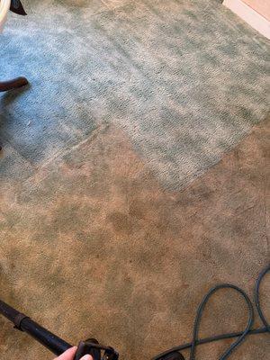 Older carpet brightening up after a professional cleaning!