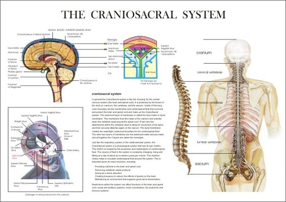 The Craniosacral System has a powerful influence over the nervous, endocrine, and immune systems and a has a total -body effect.~Dr. Upleger