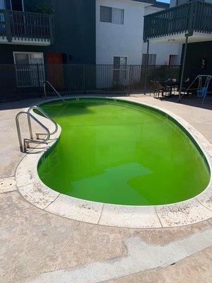 Green ugly pool!!!