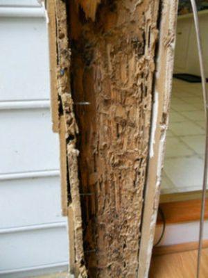 Termite damage