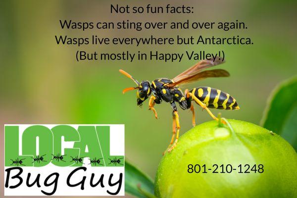 I specialize in Ants, Spiders and Wasps in Spanish Fork, Springville and Mapleton