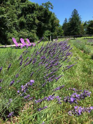 July view of field in bloom