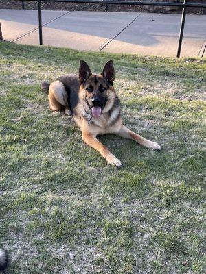 Off leash at the park.