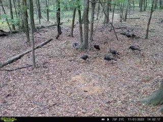 Turkey caught on Game camera on hunting land