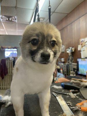 Teddy bear or "fox" cut on a Pomeranian