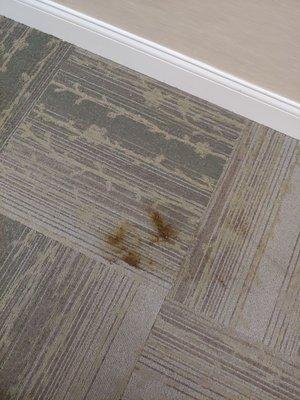 Poop on hallway carpet.