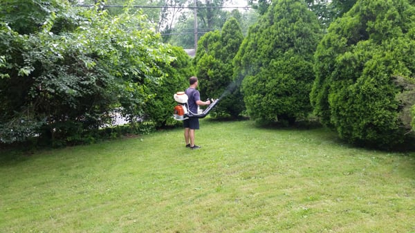 Barrier-spray being applied by one of our certified applicators.  It will repel mosquitoes, ticks and fleas for about 2-3 weeks.