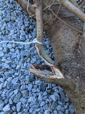 Broken branches on our baled tree.