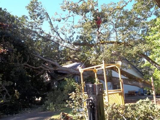 35 mph gust puts Oak with rotten base on a house