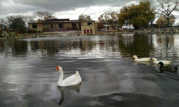 The white beauties at Ashley Pond.