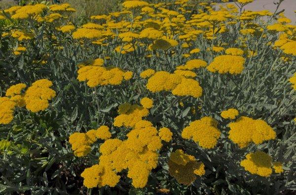 Happy flowers