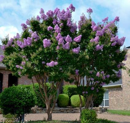 Muskogee Crape Myrtle Tree