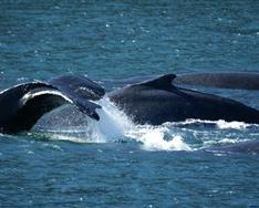 Pod of humpback whales