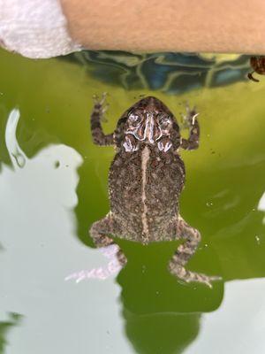 Pool prior to service (it had become a frog pond)