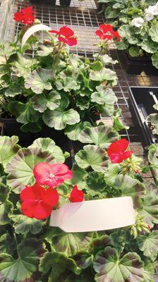 6 pack of geraniums $12.99