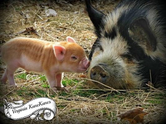 KuneKune Pigs