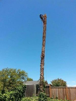 They do stump removals too!!! They're awesome in times of emergency as well as appointments!