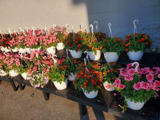 Beautiful hanging flower baskets on sale for $14.97 each