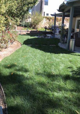 New lawn (sod) after 3 weeks, taking beautifully and growing fast and gorgeous!