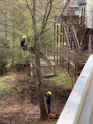 Athens Arborist Tree Care