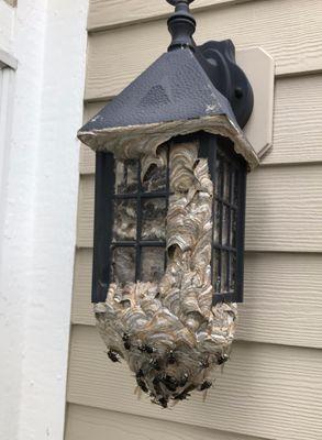 Wasp Nest in Cranberry twp, PA