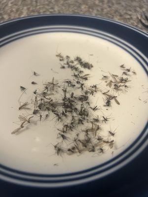 The results from one 5 day event treatment: 155 mosquitos captured!