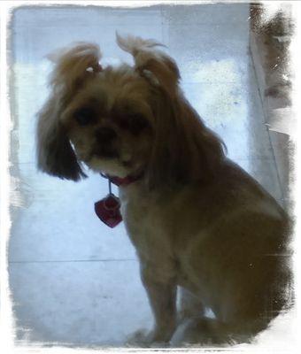 Lexie after her grooming and pig tails.