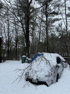 Chinchilla Tree Services