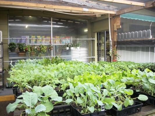 plant room and hanging plant rack