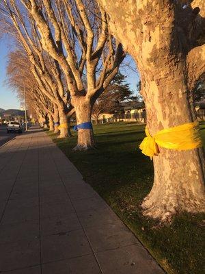 High school trees on Broadway