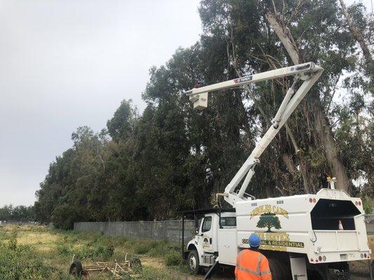 Using our boom to face trim eucalyptuses