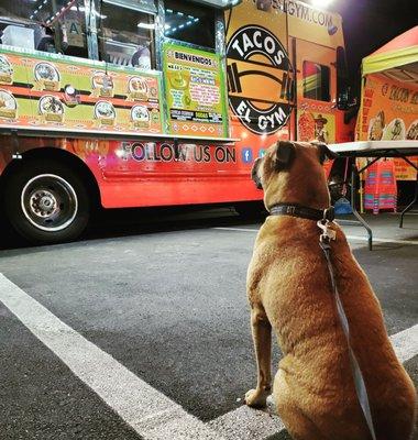 Kosmo waiting for his tacos.