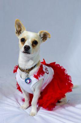 Little dog in red dress.