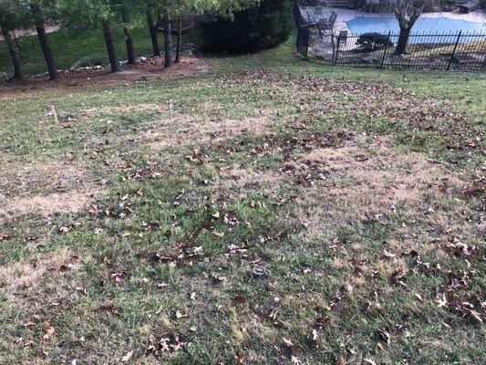 All the leaves 360 Lawn Solution decided to blow on my side of the property line so they could finish the job quicker.