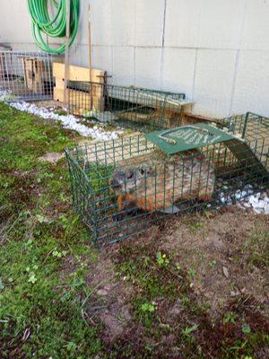 Wood chuck removal