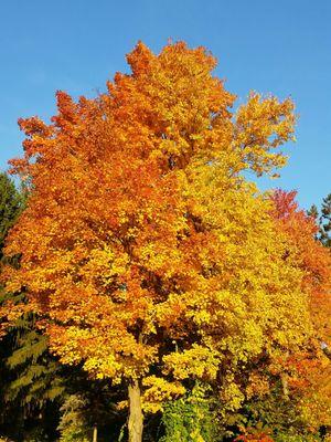 Some of our local foliage