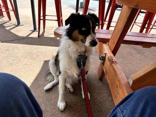 They even have little leash hooks under the table.