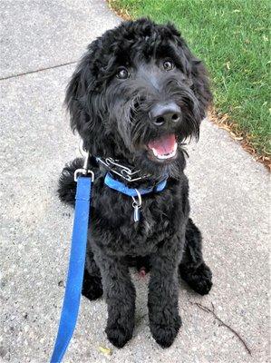 Porter poses for a pic after his walk!