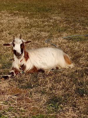 Silky Fainting Goat