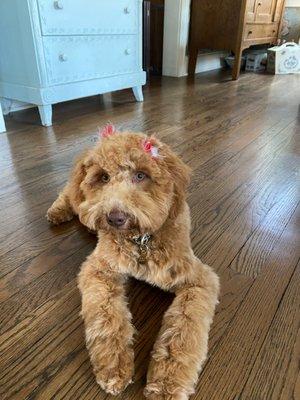 Hazel- Australian Labradoodle