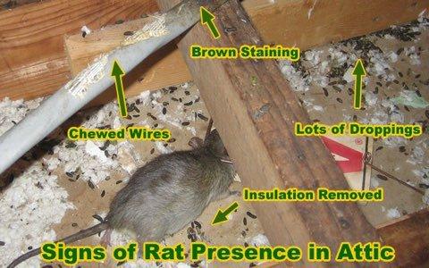 Not sure if you have rats in your attic?