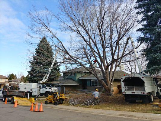 Crew carefully trimming large branches over our home.